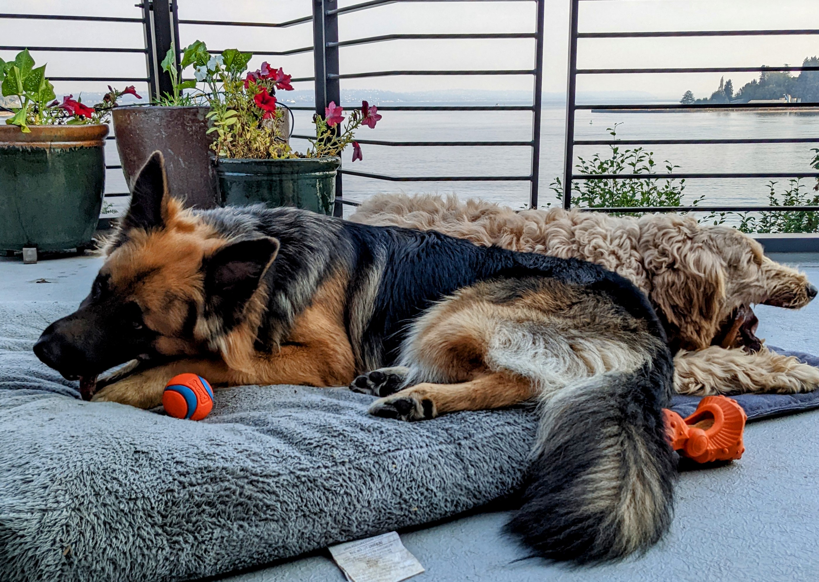 Placeholder photo of happy pets