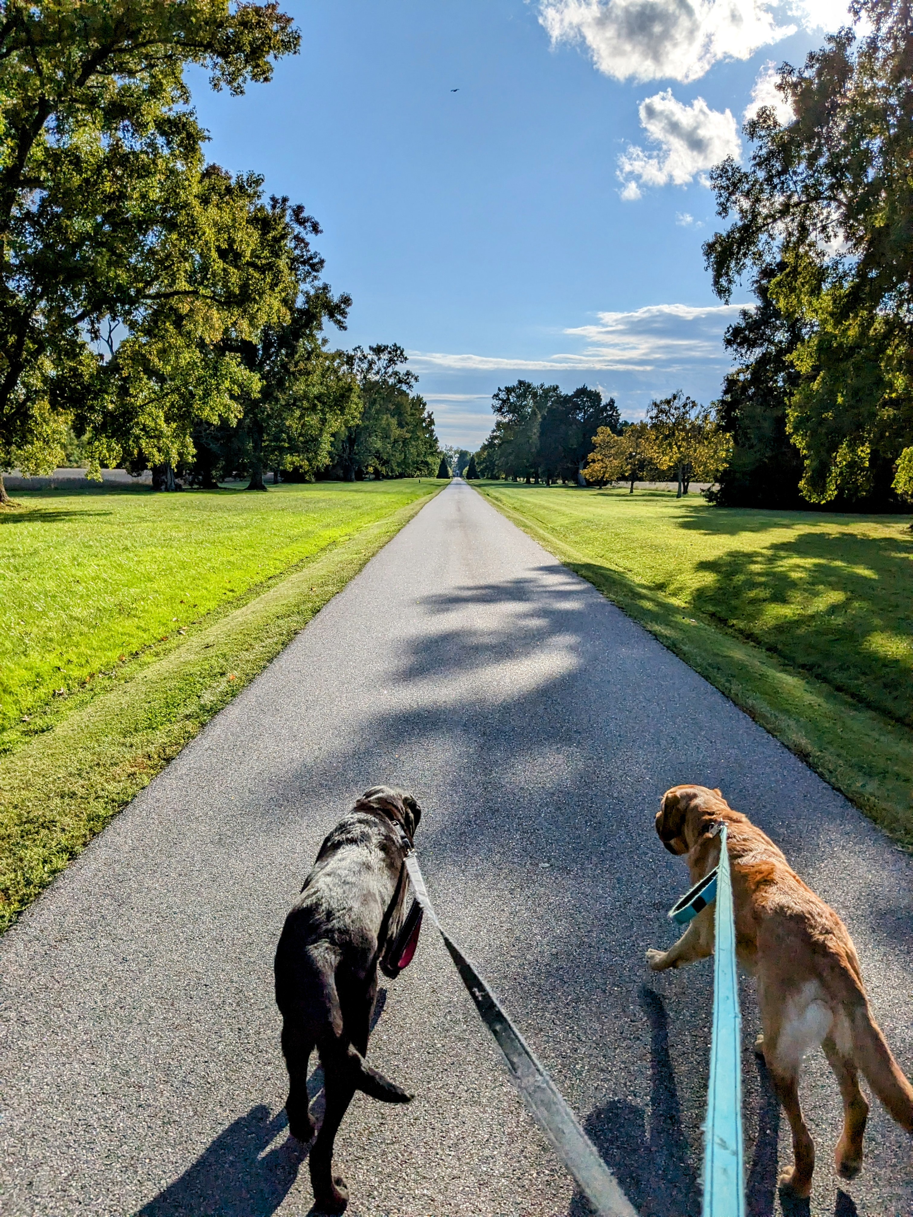 Happy dogs