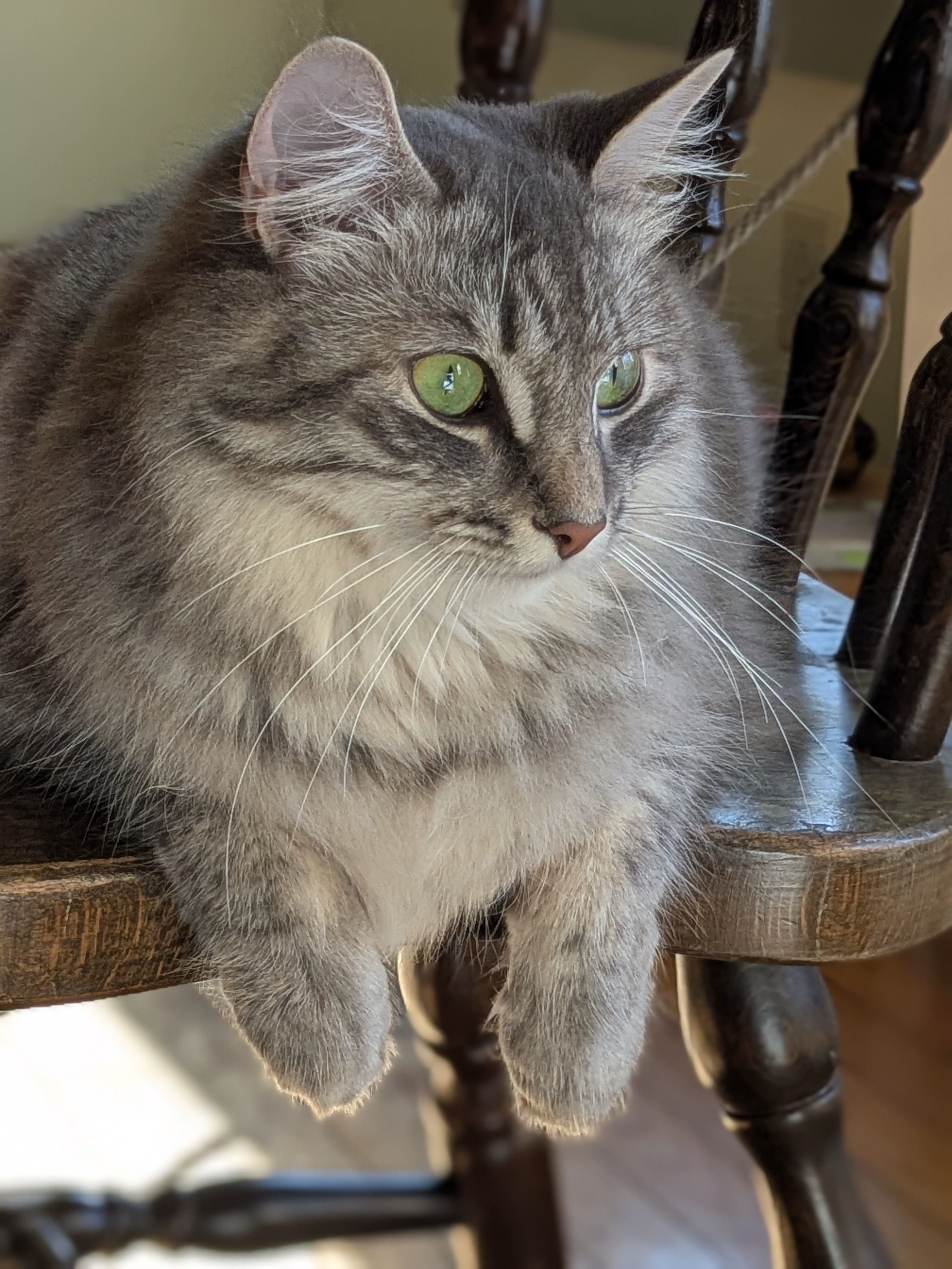 Curious cat